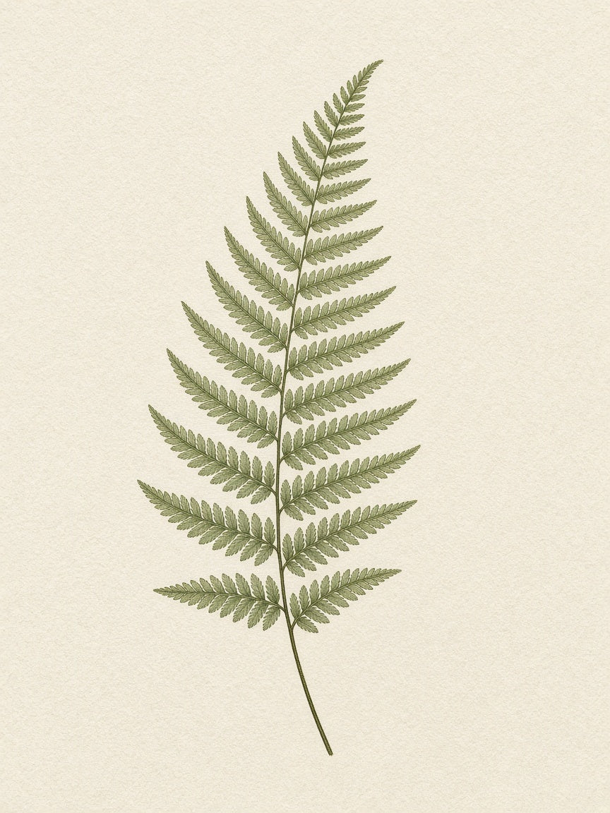 Fern Study